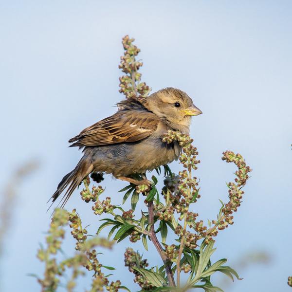 Wildlife Trust Young House Sparrow Greeting Card